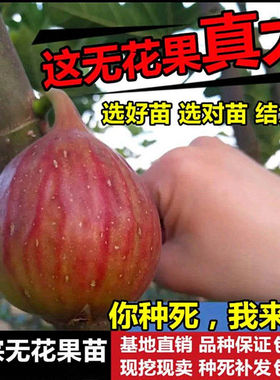 波姬红无花果苗盆栽南方北方四季阳台种植各种水果苗果树当年结果