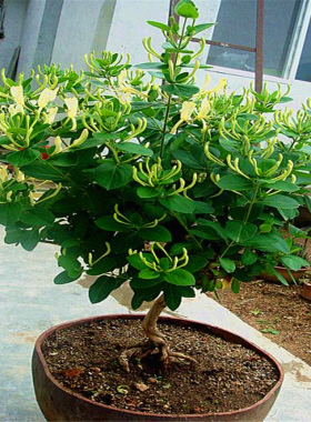 金银花树桩盆栽红白四季
