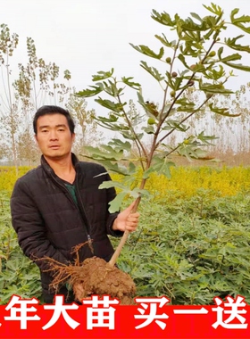 无花果树苗南方种植四季阳台庭院地栽特大波姬红盆栽果树当年结果
