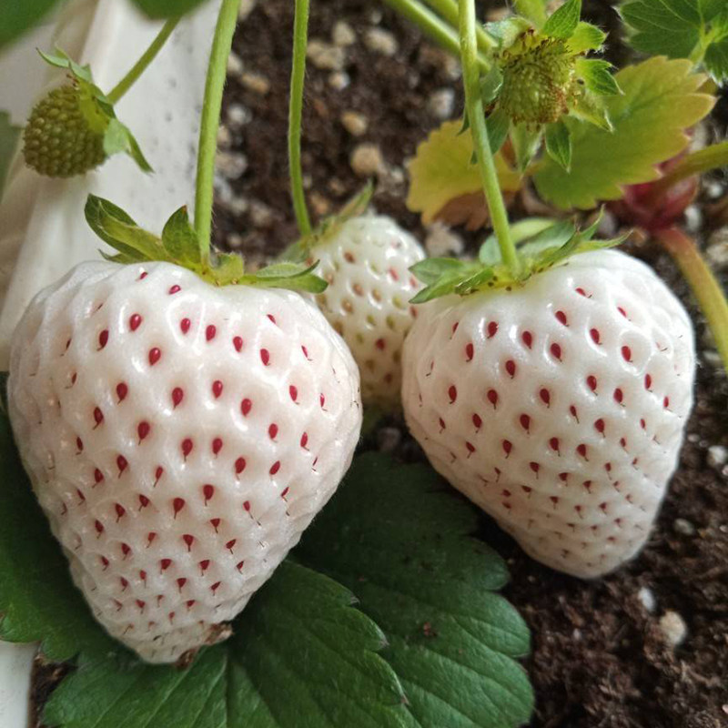 四季草莓苗盆栽带土南北方种植当百变造型香皂