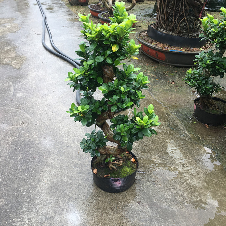 金钱榕树S型盆景植物室内外绿植树桩大型金钱榕盆栽前台客厅商场