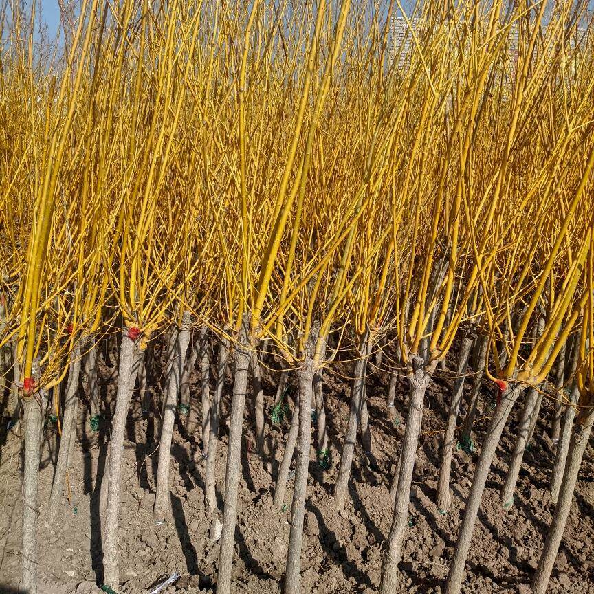 国槐树苗黄金槐树苗国槐小苗庭院耐寒耐旱绿化苗木行道树槐树花镜