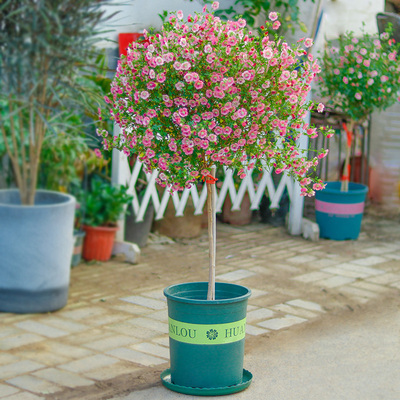 网红小木槿花苗盆栽棒棒糖阳台庭院花园耐热植物四季常青木槿树苗