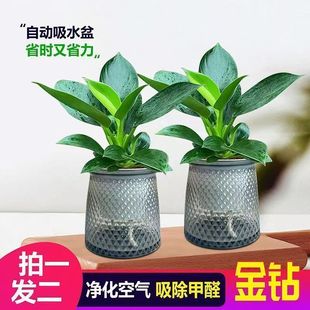 常绿植xlk 买一送一 金钻绿公主植物懒人植物盆栽四季