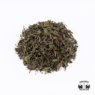 香料博物馆 留兰香 spearmint 香薄荷绿薄荷