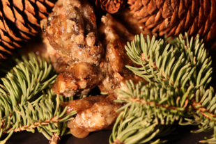 强烈推荐 中国原生云杉国香代表 云杉树脂