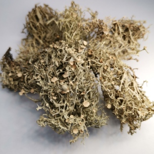 香料博物馆 树苔 中国橡苔云南丛生树花苔香合香制香原料