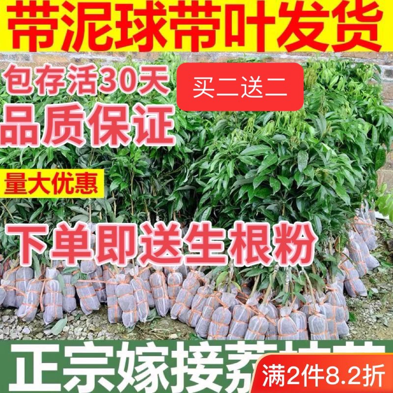 荔枝妃子笑荔枝四季新鲜阳光室外南方种植大果原土带叶发货妃子笑