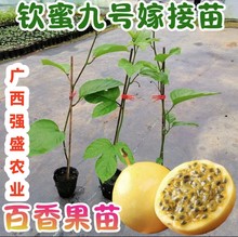 钦蜜9号百香果苗广西纯甜黄金树苗庭院盆栽种植当年结果大果包邮