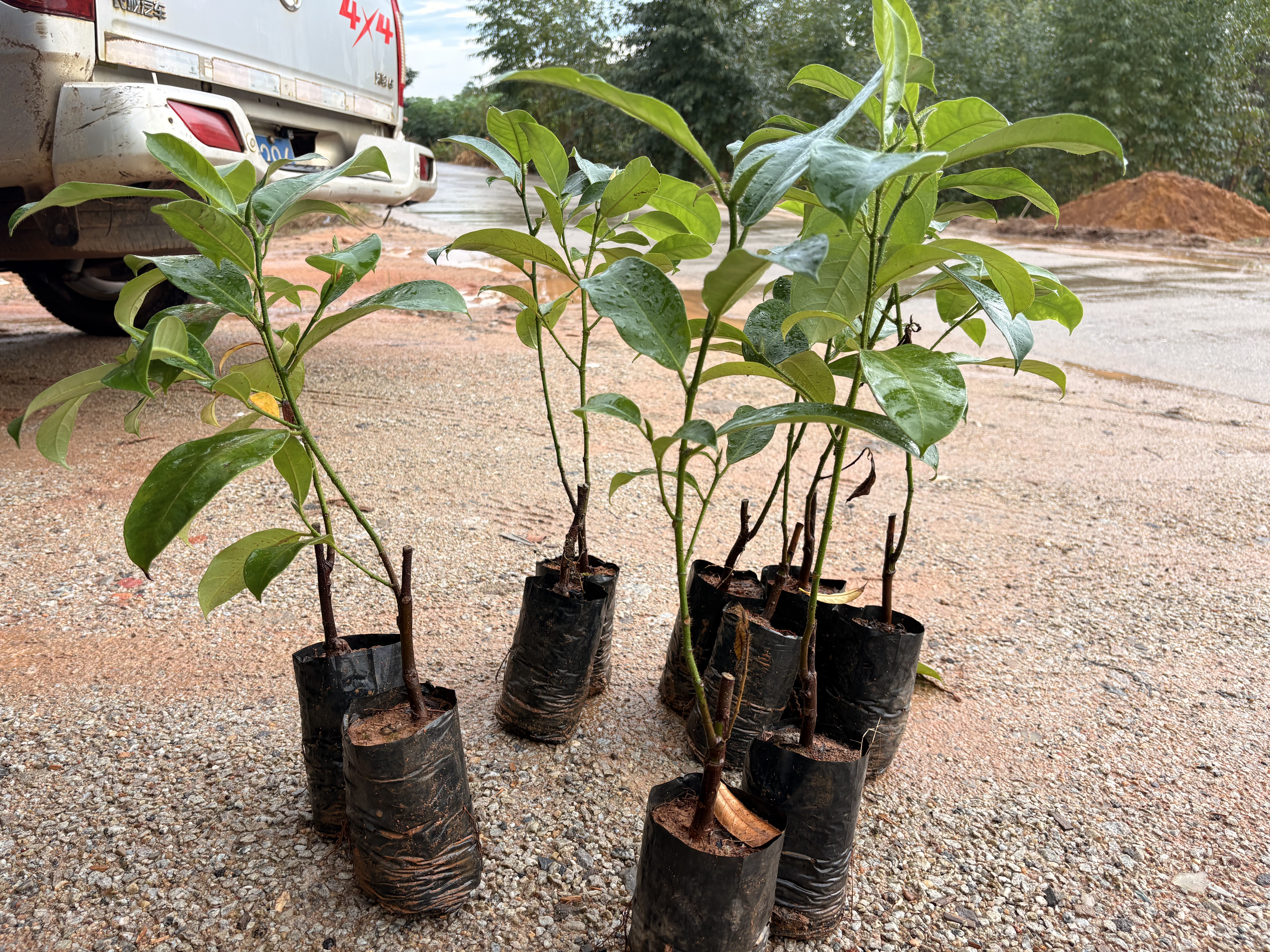广西嫁接菠萝蜜榴莲蜜南方苗盆栽南北方庭院果树嫁接当年结果果树