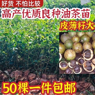 广西正品红花油茶苗单果高产实生苗油茶苗榨油茶籽果树苗阳台庭院
