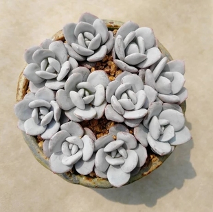 包邮 多肉植物 3cm10颗9.99 雪莲