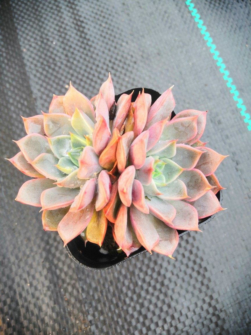 多肉植物 夏梦双头6cm