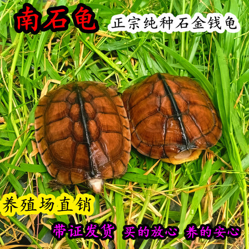 正宗越南种石金钱龟乌龟水龟活体