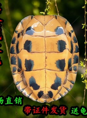 外塘南石金钱大龟 滋补食用繁殖下蛋石龟 煲汤肉龟招财深水龟活体