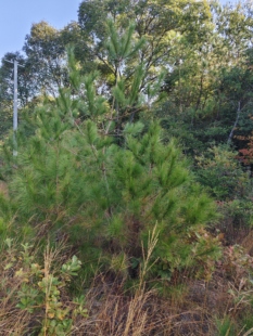 新鲜马尾松针500g野生松树枝叶子蒸包子做酵素编织泡茶泡酒泡脚