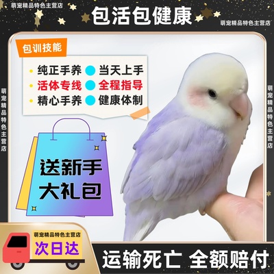 牡丹鹦鹉黄桃紫罗兰会说话活鸟