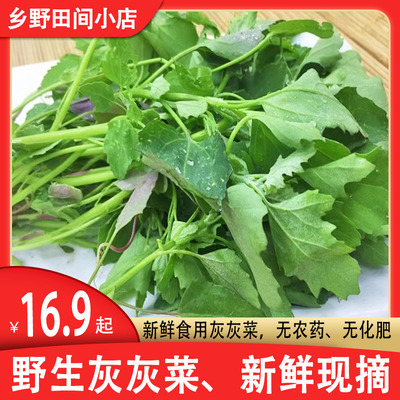 灰灰菜野生新鲜野菜山东农家包邮