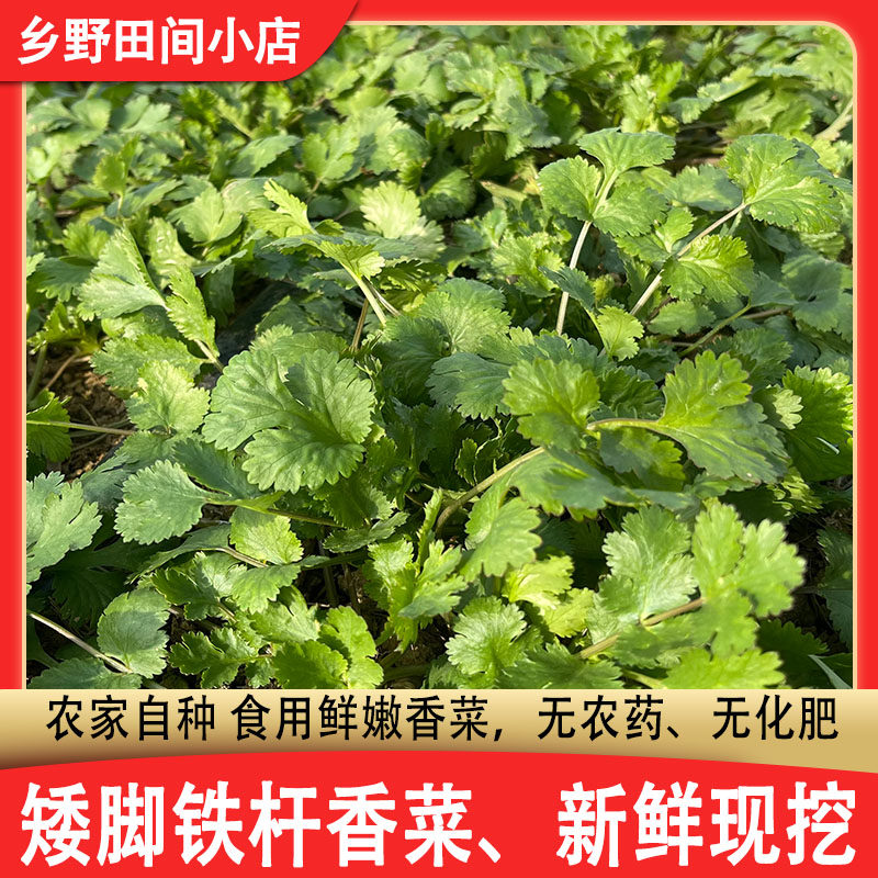 香菜新鲜铁杆香菜山东农家无化肥土香菜新鲜现挖芫荽农家自产直发