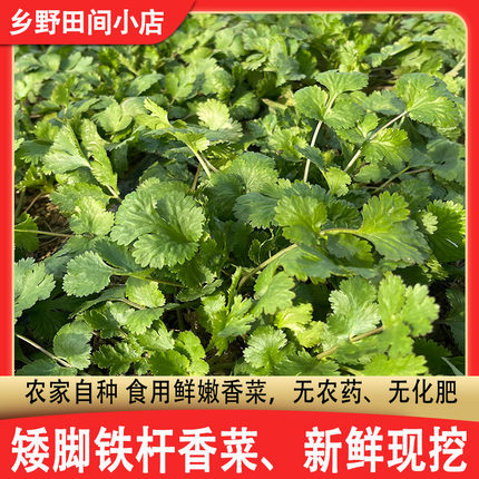 香菜新鲜铁杆香菜山东农家无化肥土香菜新鲜现挖芫荽农家自产直发