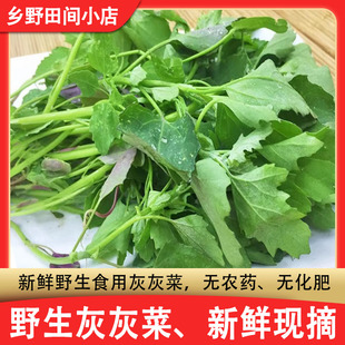 野菜灰菜新鲜野生灰灰菜山东农家时令野生灰灰菜产地直销包邮加冰