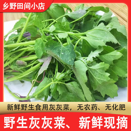 野菜灰菜新鲜野生灰灰菜山东农家时令野生灰灰菜产地直销包邮加冰