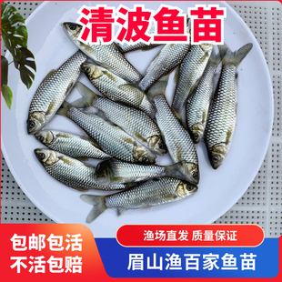 清波鱼苗活体中华倒刺鲃乌鳞名贵淡水鱼养殖食用冷水鱼好养易活
