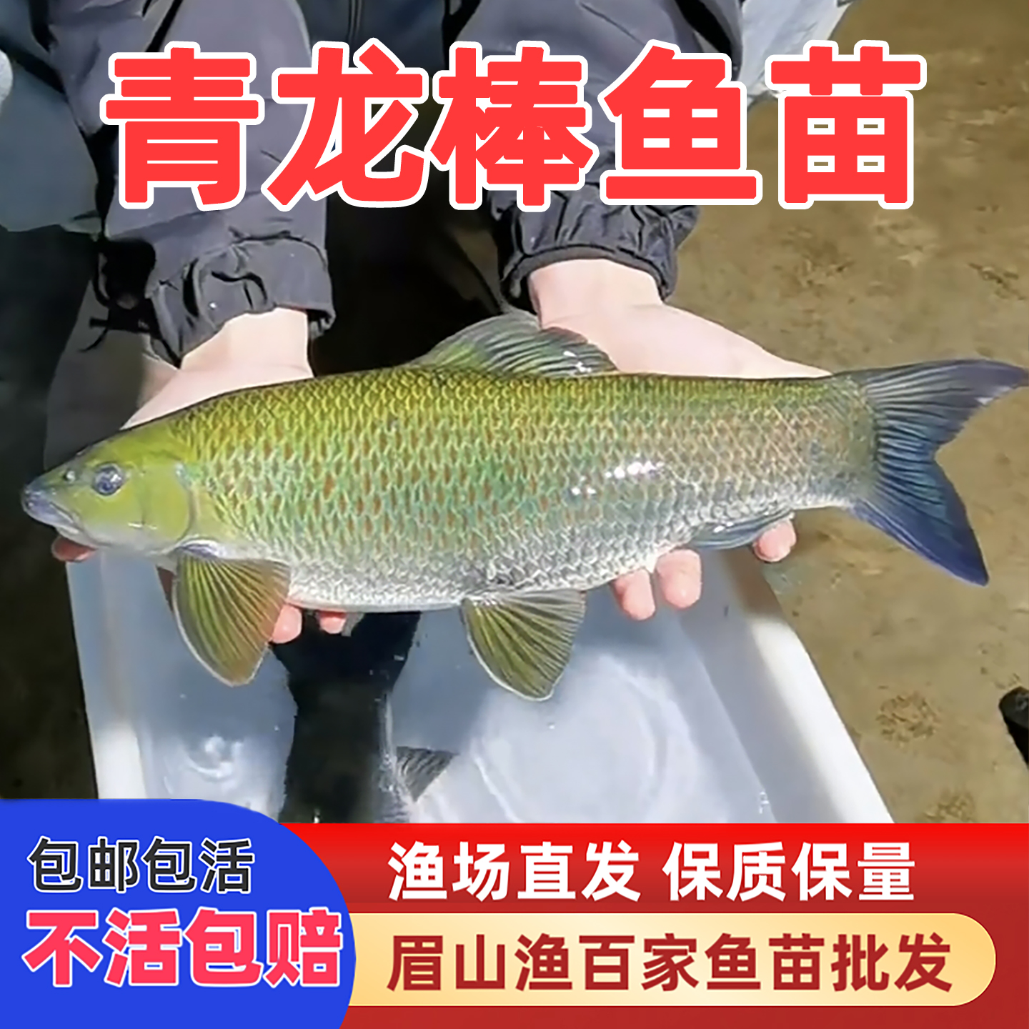 正宗青龙棒鱼苗华鲮鱼沉香鱼名贵淡水鱼活体养殖食用可观赏冷水鱼