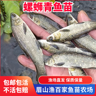 螺蛳青鱼苗特大青鱼苗活体乌鲩鱼苗淡水养殖食用乌青鱼苗好养易活