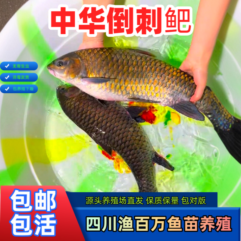 清波鱼苗中华倒刺鲃乌鳞名贵淡水鱼养殖食用冷水鱼好养易活