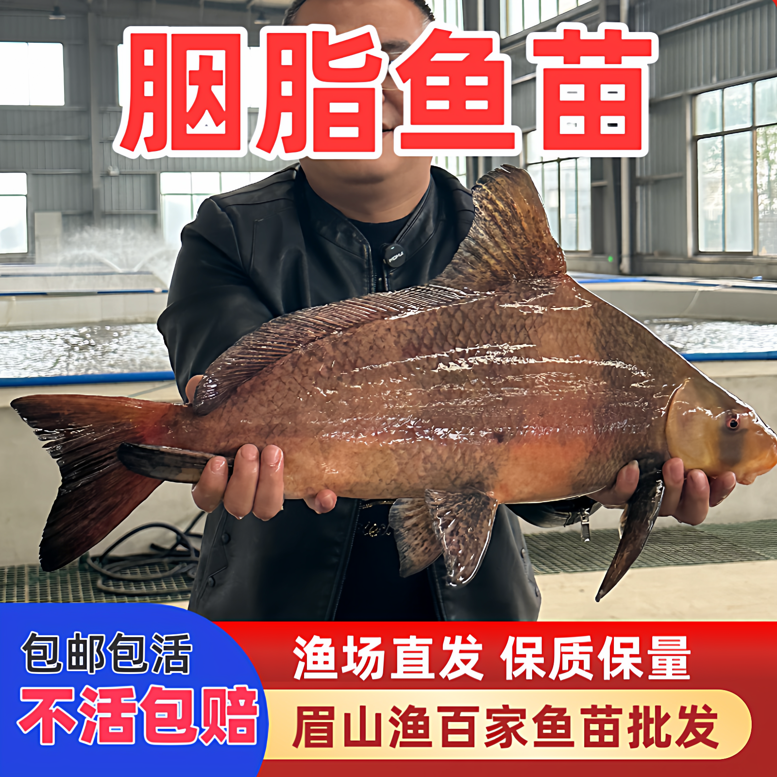 一帆风顺鱼苗胭脂鱼苗可食用观赏