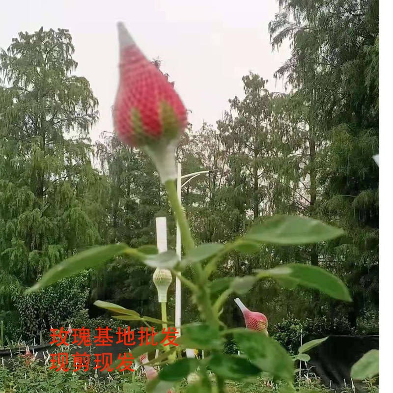 鲜花基地直发同城速递红玫瑰