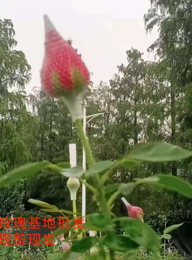 鲜花基地直发同城速递红玫瑰
