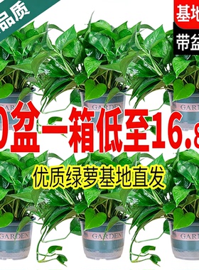 新房绿萝盆栽室内绿植净化空气水培长藤绿箩植物室内吊兰好养金钻