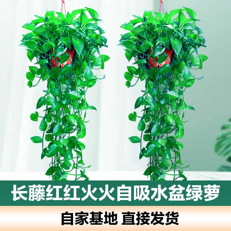 大盆大叶长藤绿萝室内客厅净化空气长款绿箩垂吊兰水培绿植盆栽