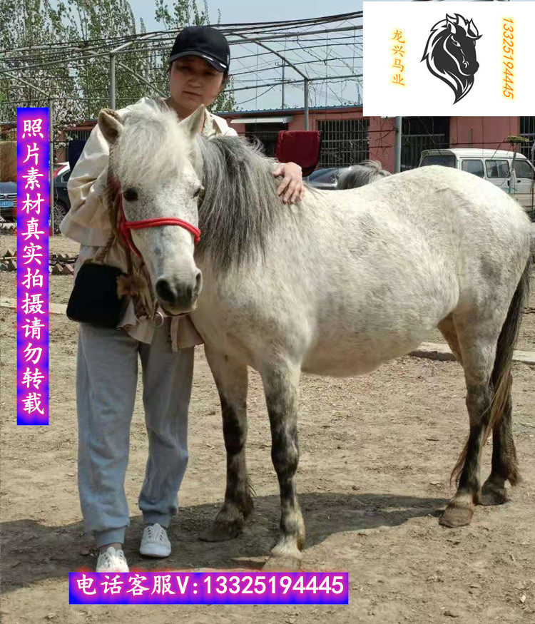 矮马宠物活体纯血大马德保小马驹真马活马骑乘马设特兰小幼马包邮
