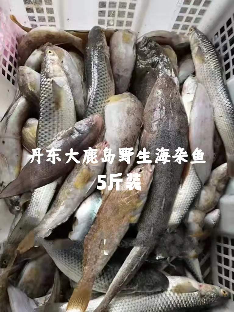 海杂鱼小海鱼鲜活冷冻杂拌鱼丹东海鲜5斤包邮
