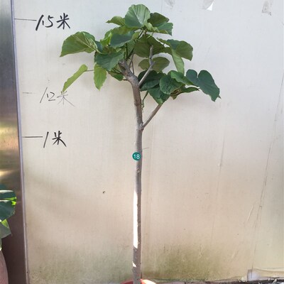心叶榕 爱心榕 盆栽 四季常用绿 好养绿植家庭园艺盆栽室内观