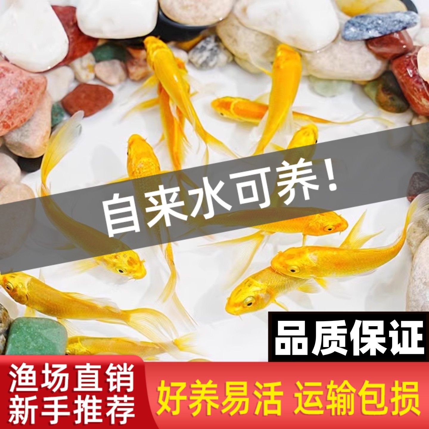 纯种龙凤锦鲤长尾黄金锦鲤冷水鱼自来水鱼淡水好养耐活鱼苗观赏鱼,宠物/宠物食品及用品,鱼,淘宝优惠券,粉丝福利购,淘宝优惠卷