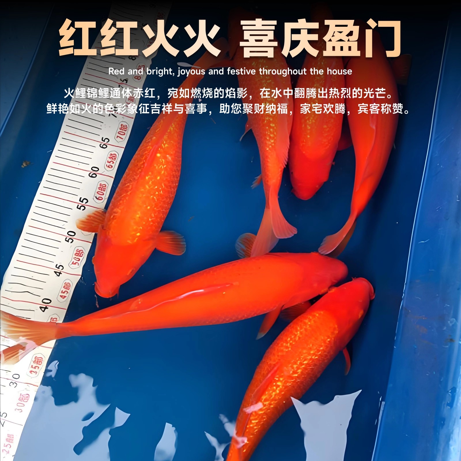 精品火鲤日系纯种锦鲤