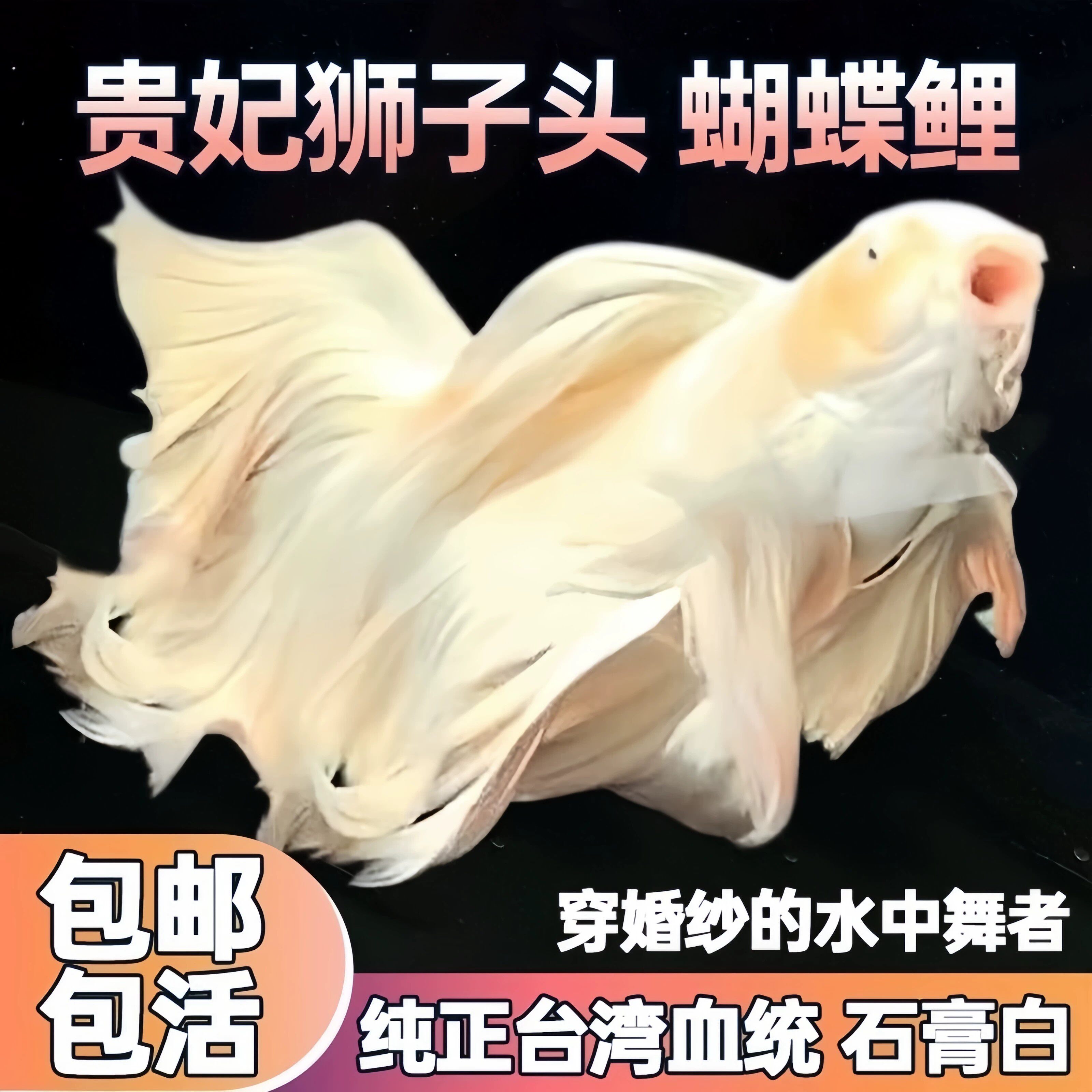 纯种台湾蝴蝶鲤鱼好养耐活观赏鱼