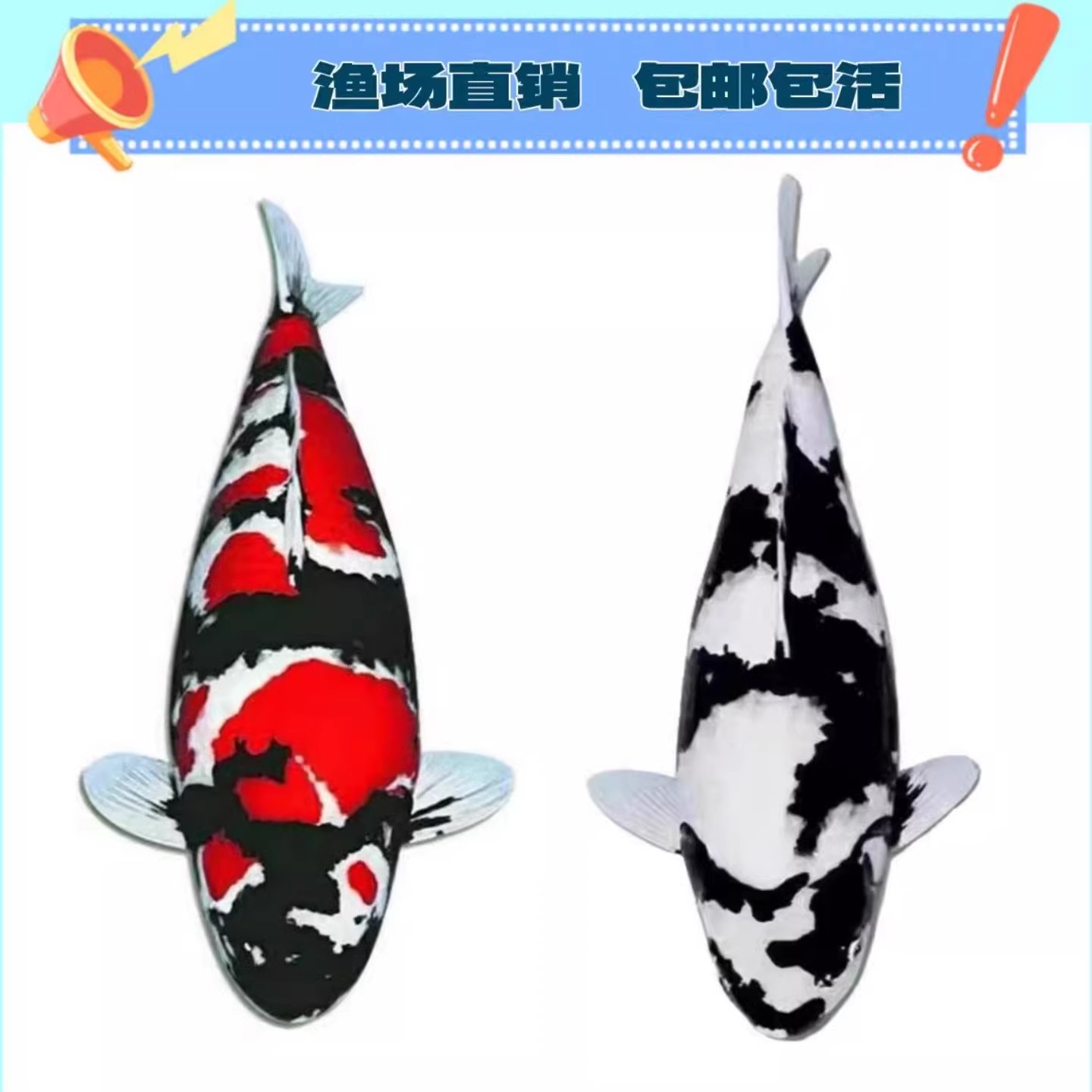 纯种黑白锦鲤活鱼白写昭和三色