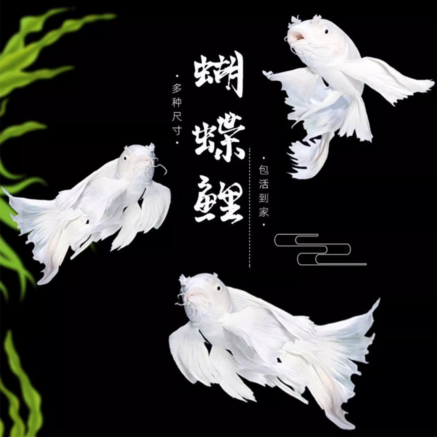 台湾纯种普身白蝴蝶鲤淡水鱼