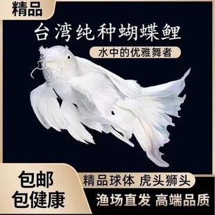 台湾纯种普身白蝴蝶锦鲤观赏鱼大鳍大尾冷水鱼好养耐活包活到家