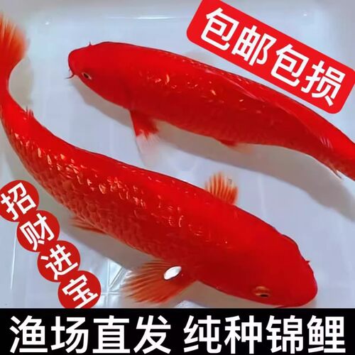 精品火鲤日系纯种锦鲤