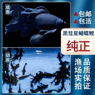 正品黑彗星草金鱼纯种黑色墨蝶蝴蝶鲤观赏鱼活体七鳍大尾冷水耐活