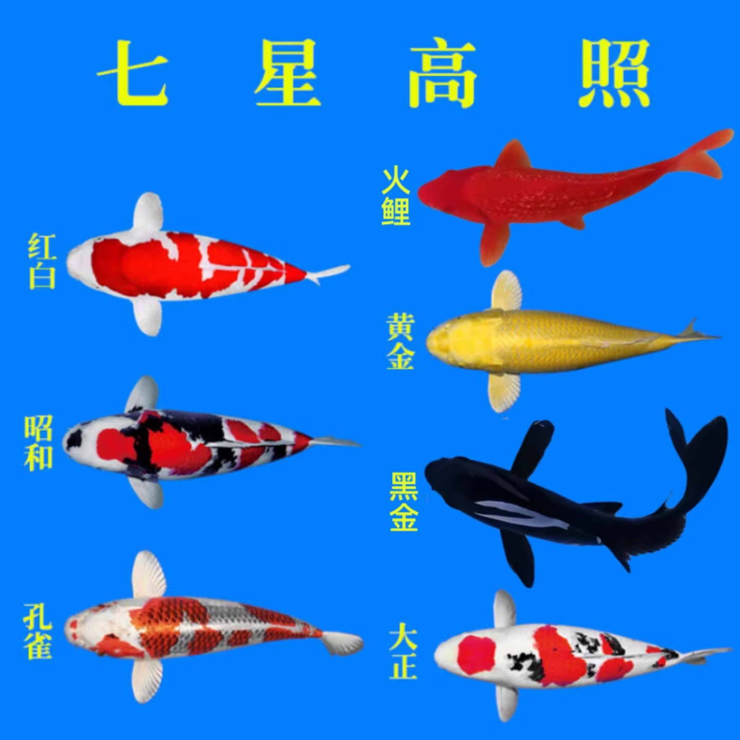 锦鲤红白大正昭和白写绯泻茶鲤