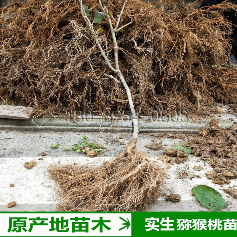 野生猕猴桃实生苗母本猕猴桃实生未嫁接苗水杨桃树苗奇异果苗砧木