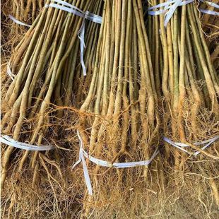 实生梨苗梨树实生苗梨树杜梨苗未嫁接梨苗梨树砧木苗野生梨苗母本