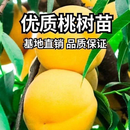 黄桃树嫁接桃树桃苗果树果苗冬桃当年结果苗南方北方四季种植